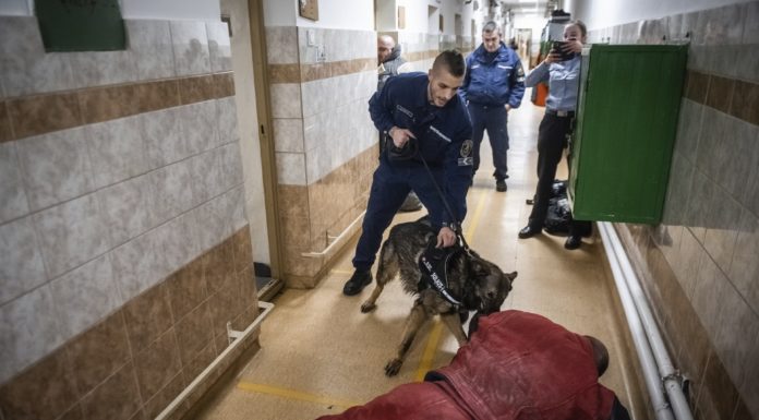Keményen léptek fel a kutyás rendőrök a Váci Fegyházban