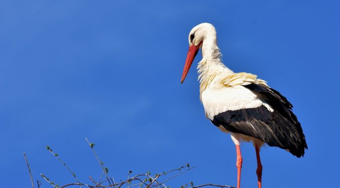 Ha gólyát lát Gödön, ezt a madárparkot hívja