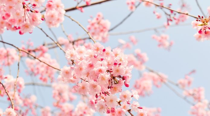 Így juthat ingyen cseresznyefához Gödön