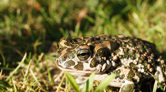 Békamentés az utakon és a vízaknából