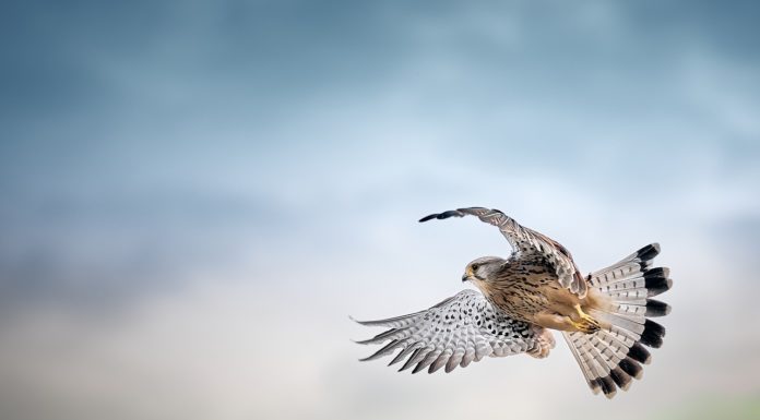 Madarak és fák napja: ingyenes strandbelépés és programkavalkád Gödön