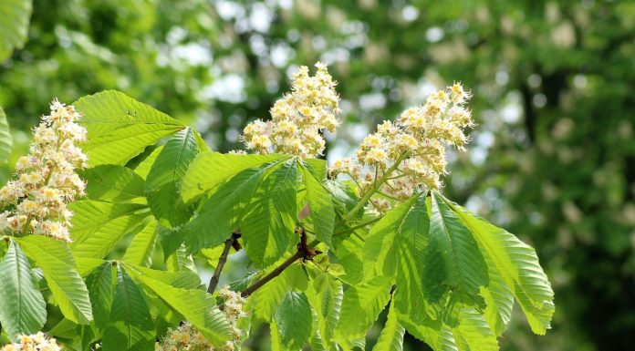 Elkezdődött a vadgesztenyefák permetezése
