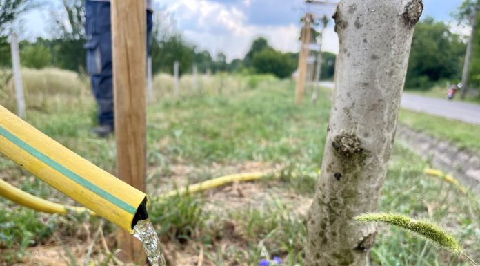 Arra kérik a gödieket, hogy locsolják a növényeket