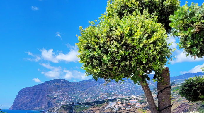 Egzotikus tájakon: Madeira (II. rész)