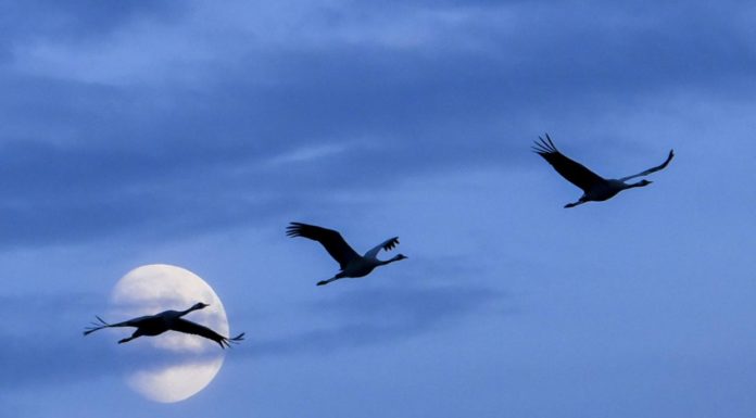 Itt lehet látni a darvak vonulását