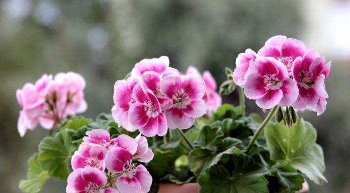 Így juthat ingyen muskátlihoz Gödön