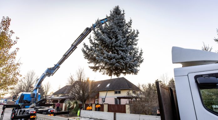 Egy 10 méter magas, egy tonnás ezüstfenyő Göd karácsonyfája