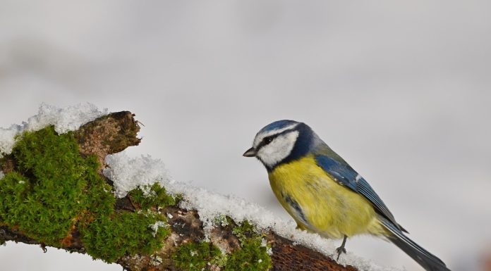 Gödön is számolhatjuk a madarakat