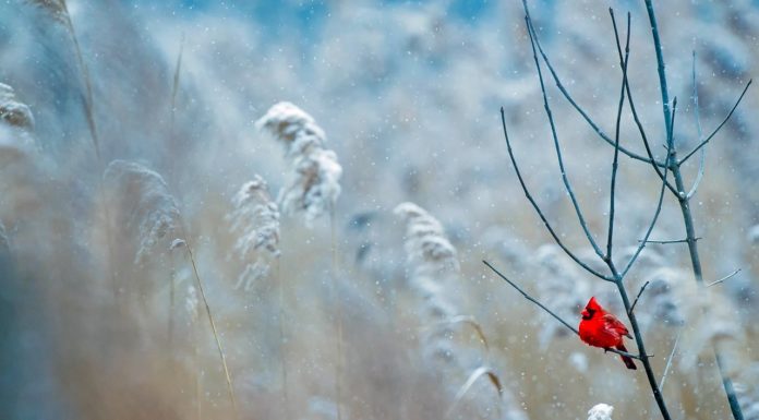 A tél leghidegebb hete jön: kiadták a vörös kódot