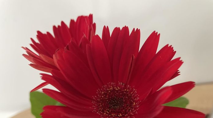 Nőnapi koncert a gödi Balázsovits sportcsarnokban