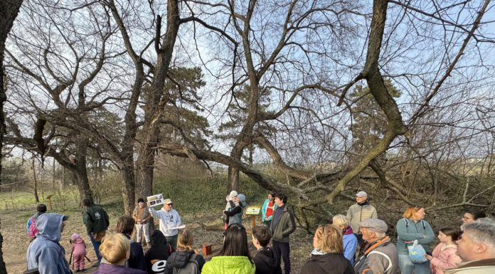 Vörös vércsét, búbos bankát is láttak a Gödi-lápréten
