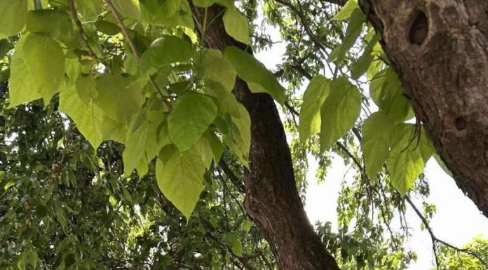 Autókra dőlt egy faág Gödön