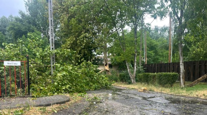 Kidőlt fák több gödi utcában a vihar után