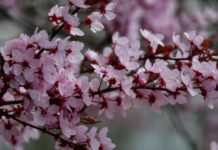 Ingyenesen kaphatnak facsemetéket a gödiek