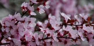 Ingyenesen kaphatnak facsemetéket a gödiek