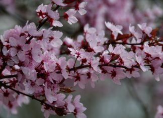 Ingyenesen kaphatnak facsemetéket a gödiek