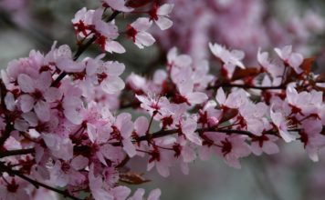 Ingyenesen kaphatnak facsemetéket a gödiek