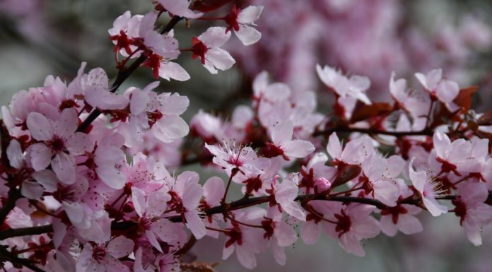 Ingyenesen kaphatnak facsemetéket a gödiek